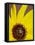 Prairie Sunflower (Helianthus Petiolaris), the Needles District, Canyonlands National Park, Utah-James Hager-Framed Stretched Canvas