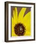 Prairie Sunflower (Helianthus Petiolaris), the Needles District, Canyonlands National Park, Utah-James Hager-Framed Photographic Print