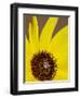 Prairie Sunflower (Helianthus Petiolaris), the Needles District, Canyonlands National Park, Utah-James Hager-Framed Photographic Print