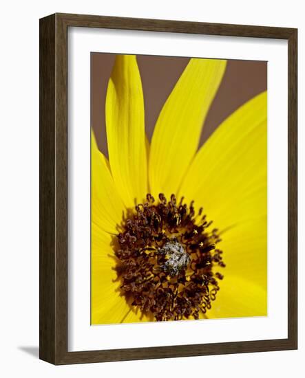 Prairie Sunflower (Helianthus Petiolaris), the Needles District, Canyonlands National Park, Utah-James Hager-Framed Photographic Print