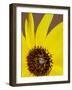 Prairie Sunflower (Helianthus Petiolaris), the Needles District, Canyonlands National Park, Utah-James Hager-Framed Photographic Print