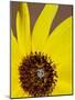 Prairie Sunflower (Helianthus Petiolaris), the Needles District, Canyonlands National Park, Utah-James Hager-Mounted Photographic Print