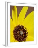 Prairie Sunflower (Helianthus Petiolaris), the Needles District, Canyonlands National Park, Utah-James Hager-Framed Photographic Print