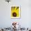 Prairie Sunflower (Helianthus Petiolaris), the Needles District, Canyonlands National Park, Utah-James Hager-Framed Photographic Print displayed on a wall