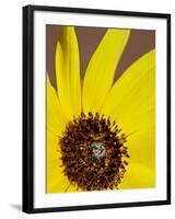 Prairie Sunflower (Helianthus Petiolaris), the Needles District, Canyonlands National Park, Utah-James Hager-Framed Photographic Print