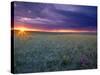 Prairie Sunset near Culbertson, Montana, USA-Chuck Haney-Stretched Canvas