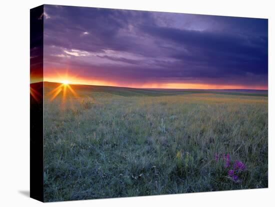 Prairie Sunset near Culbertson, Montana, USA-Chuck Haney-Stretched Canvas