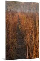 Prairie Trail-Steve Gadomski-Mounted Premium Photographic Print