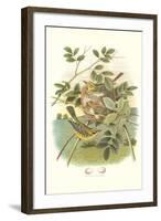 Prairie Warbler Nest and Eggs-null-Framed Art Print