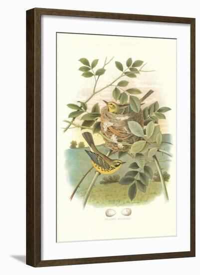 Prairie Warbler Nest and Eggs-null-Framed Art Print