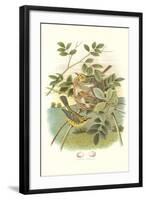 Prairie Warbler Nest and Eggs-null-Framed Art Print