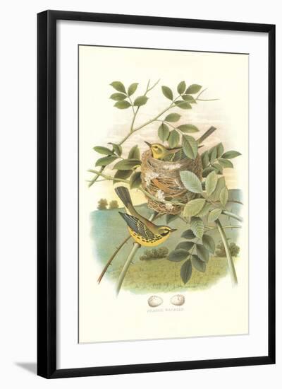 Prairie Warbler Nest and Eggs-null-Framed Art Print