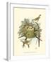 Prairie Warbler & Nest-null-Framed Art Print