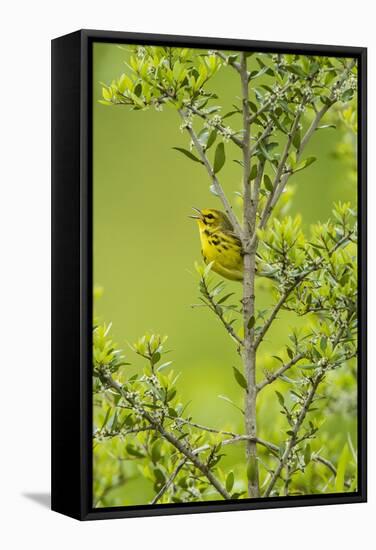 Prairie Warbler Perching on Small Tree-Gary Carter-Framed Stretched Canvas