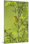 Prairie Warbler Perching on Small Tree-Gary Carter-Mounted Premium Photographic Print