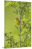 Prairie Warbler Perching on Small Tree-Gary Carter-Mounted Premium Photographic Print