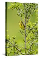 Prairie Warbler Perching on Small Tree-Gary Carter-Stretched Canvas