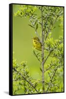 Prairie Warbler Perching on Small Tree-Gary Carter-Framed Stretched Canvas