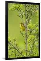 Prairie Warbler Perching on Small Tree-Gary Carter-Framed Photographic Print