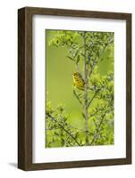 Prairie Warbler Perching on Small Tree-Gary Carter-Framed Photographic Print