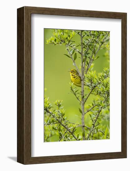 Prairie Warbler Perching on Small Tree-Gary Carter-Framed Photographic Print