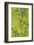 Prairie Warbler Perching on Small Tree-Gary Carter-Framed Photographic Print