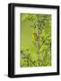 Prairie Warbler Perching on Small Tree-Gary Carter-Framed Photographic Print