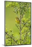 Prairie Warbler Perching on Small Tree-Gary Carter-Mounted Photographic Print