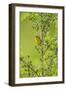 Prairie Warbler Perching on Small Tree-Gary Carter-Framed Photographic Print