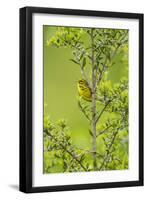 Prairie Warbler Perching on Small Tree-Gary Carter-Framed Photographic Print