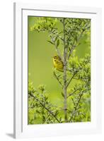 Prairie Warbler Perching on Small Tree-Gary Carter-Framed Photographic Print