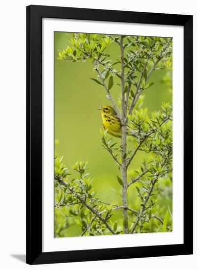 Prairie Warbler Perching on Small Tree-Gary Carter-Framed Photographic Print