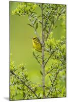 Prairie Warbler Perching on Small Tree-Gary Carter-Mounted Photographic Print