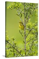 Prairie Warbler Perching on Small Tree-Gary Carter-Stretched Canvas