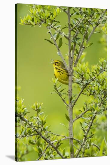 Prairie Warbler Perching on Small Tree-Gary Carter-Stretched Canvas