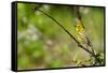 Prairie Warbler-Jay Ondreicka-Framed Stretched Canvas