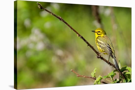 Prairie Warbler-Jay Ondreicka-Stretched Canvas