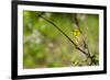 Prairie Warbler-Jay Ondreicka-Framed Photographic Print
