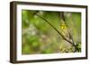 Prairie Warbler-Jay Ondreicka-Framed Photographic Print