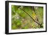 Prairie Warbler-Jay Ondreicka-Framed Photographic Print