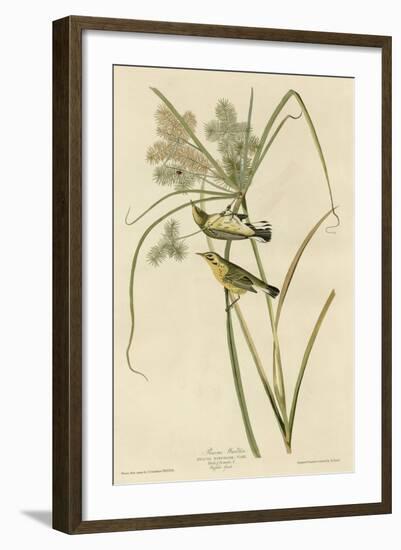 Prairie Warbler-null-Framed Giclee Print