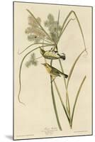 Prairie Warbler-null-Mounted Giclee Print