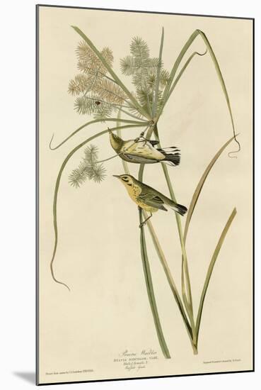 Prairie Warbler-null-Mounted Giclee Print