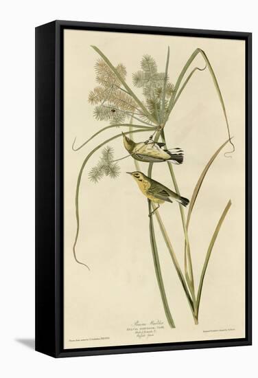 Prairie Warbler-null-Framed Stretched Canvas