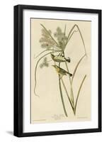 Prairie Warbler-null-Framed Giclee Print