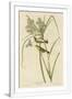Gramercy White