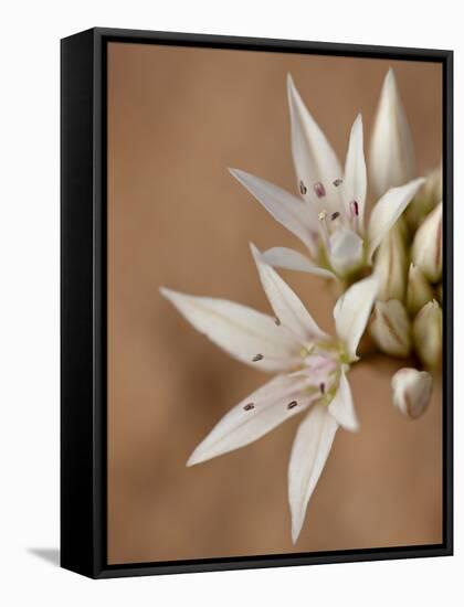 Prairie Wild Onion (Allium Textile), Canyon Country, Utah, United States of America, North America-James Hager-Framed Stretched Canvas