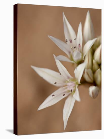 Prairie Wild Onion (Allium Textile), Canyon Country, Utah, United States of America, North America-James Hager-Stretched Canvas