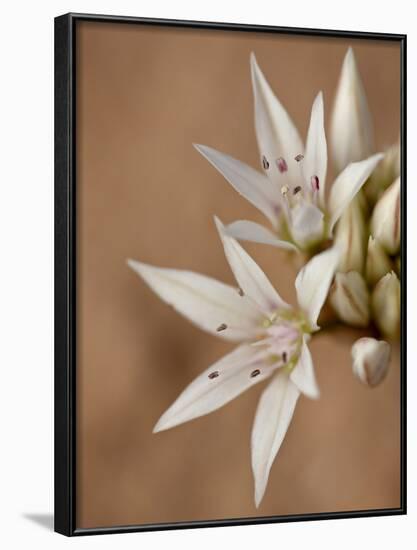 Prairie Wild Onion (Allium Textile), Canyon Country, Utah, United States of America, North America-James Hager-Framed Photographic Print