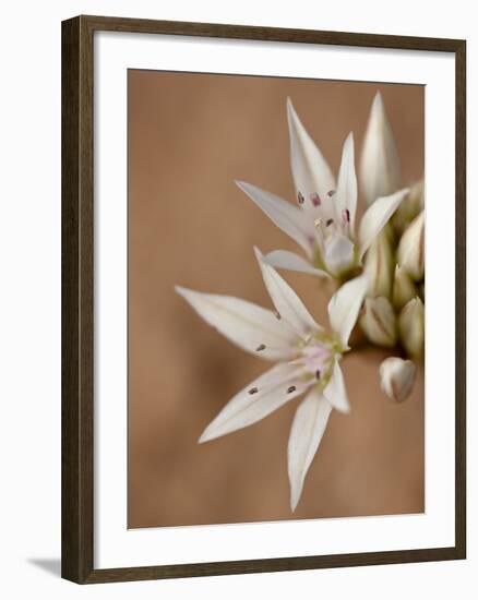 Prairie Wild Onion (Allium Textile), Canyon Country, Utah, United States of America, North America-James Hager-Framed Photographic Print